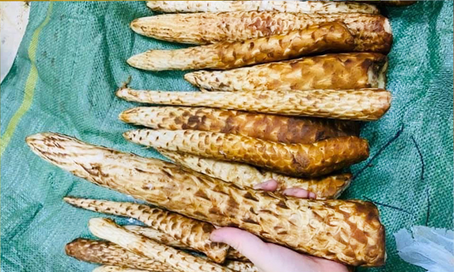 Nhục thung dung chữa bệnh gì?