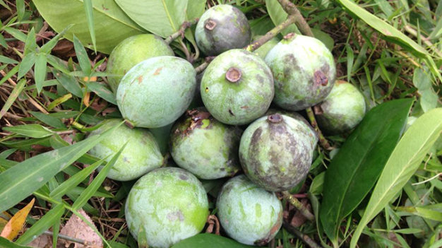 Nấu canh chua bằng quả dọc có ngon không?