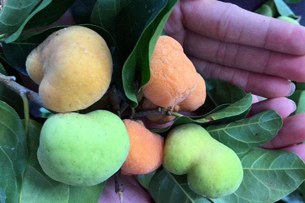 Quả chay tươi sạch - 60k/kg