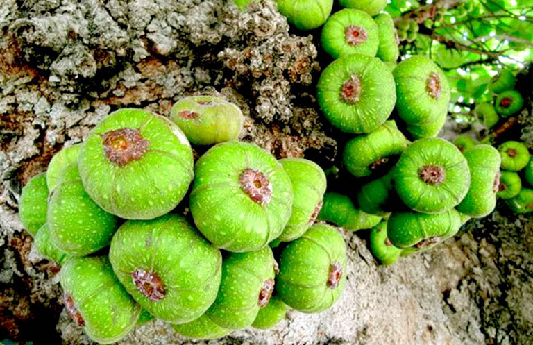 Giới thiệu chung về quả vả Huế