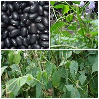 Đậu xị chính là tên gọi khác của đậu đen