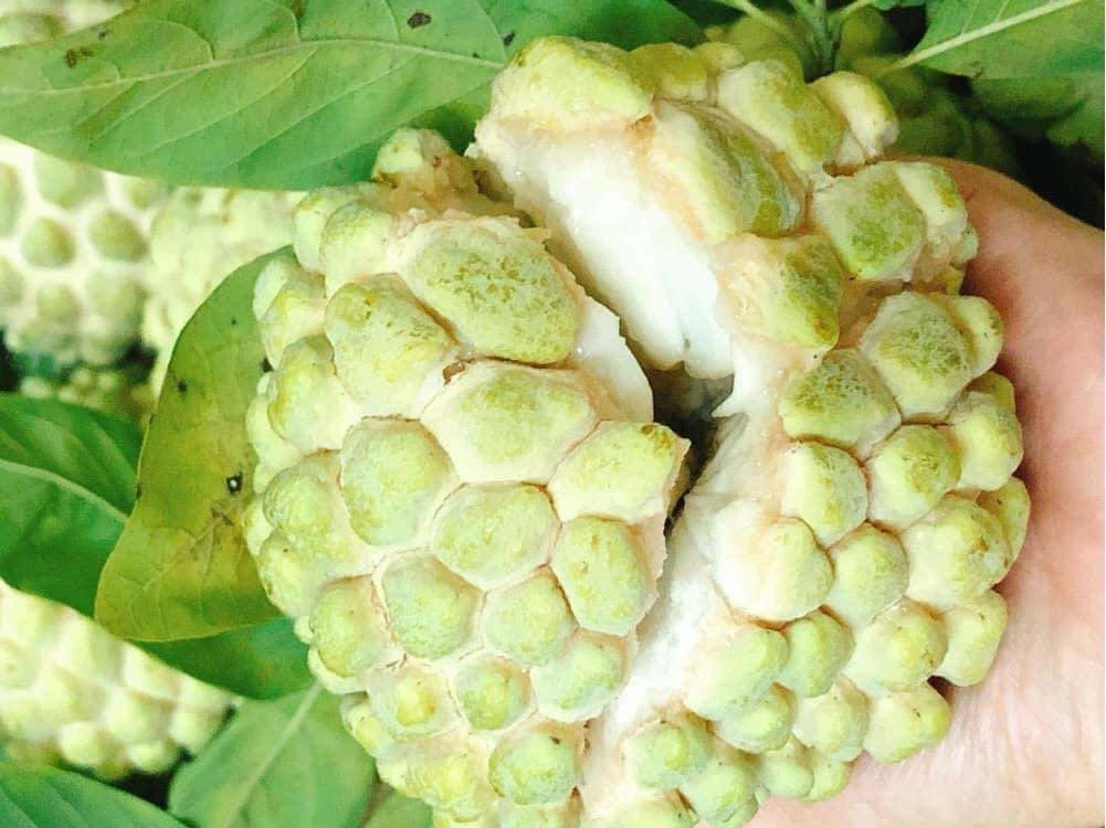 Quả na bở Chi Lăng, Thủy Nguyên, Hà Giang 2