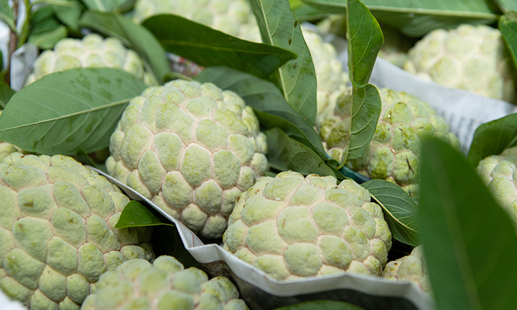 Quả na bở Chi Lăng, Thủy Nguyên, Hà Giang 1